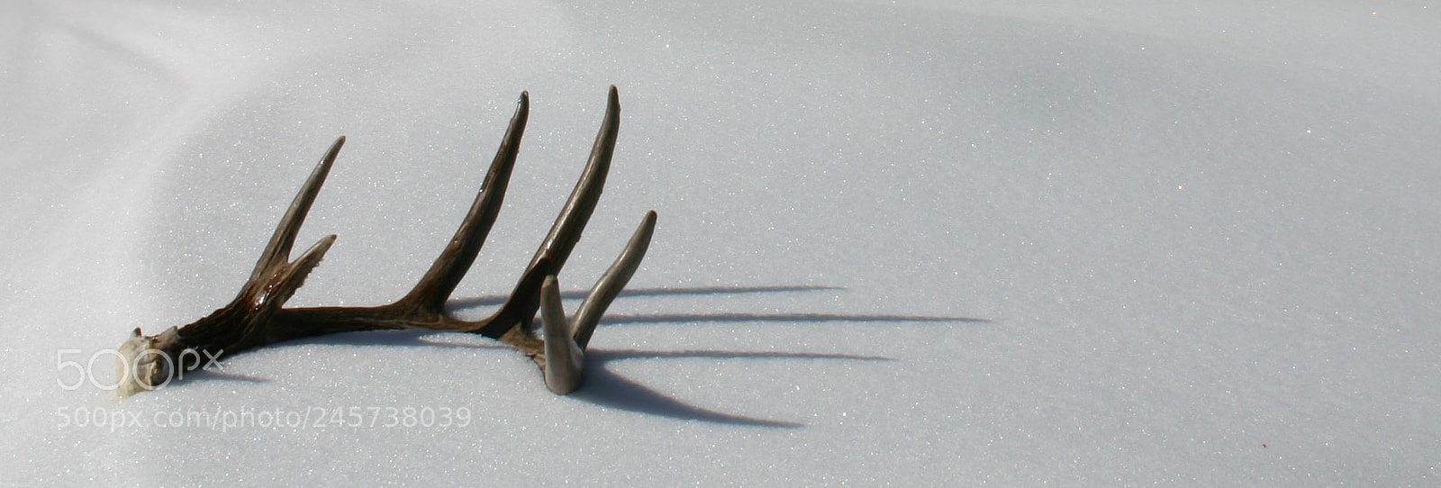 Canon EOS 300D (EOS Digital Rebel / EOS Kiss Digital) sample photo. Whitetail antler, colorado photography