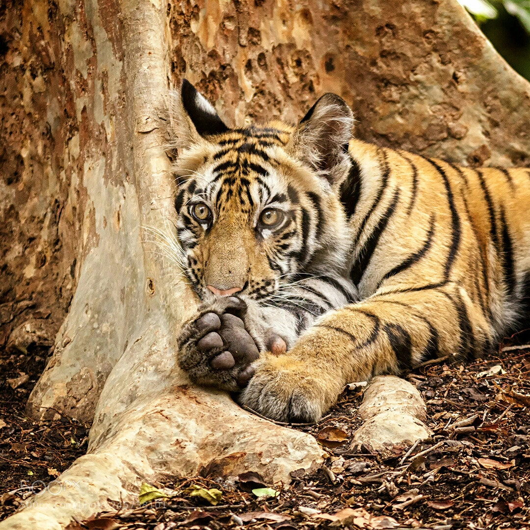 Canon EOS 50D sample photo. Tiger cub photography