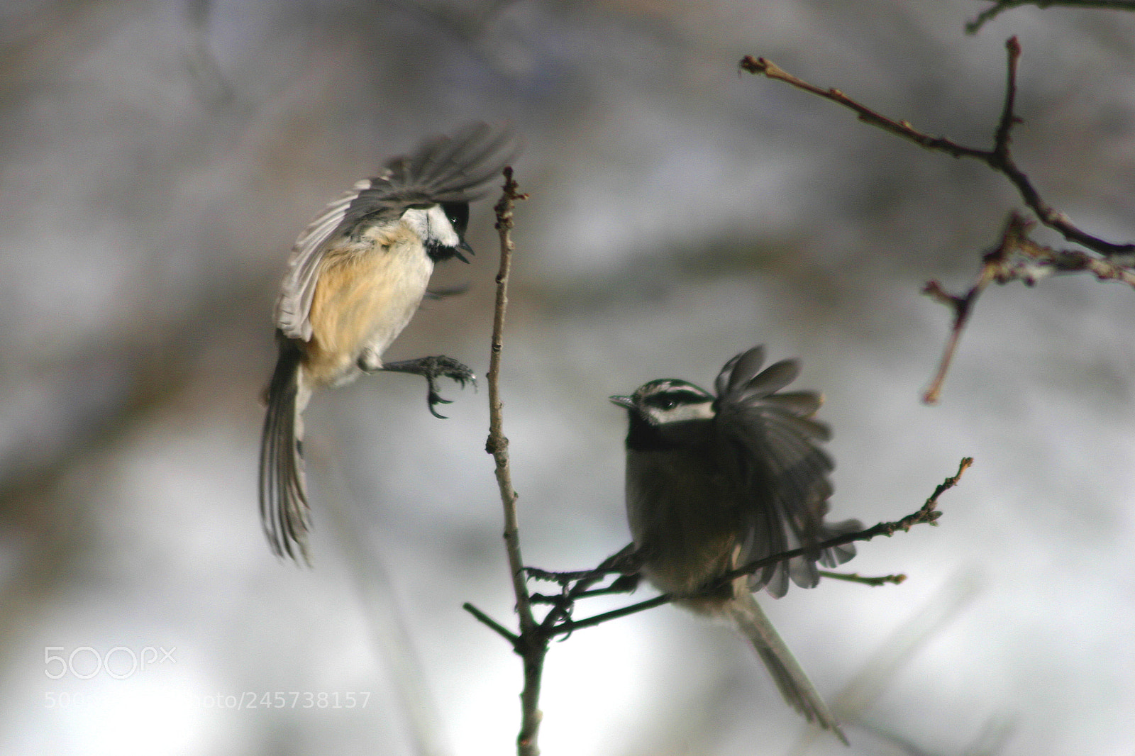 Canon EOS 300D (EOS Digital Rebel / EOS Kiss Digital) sample photo. Chickadees photography