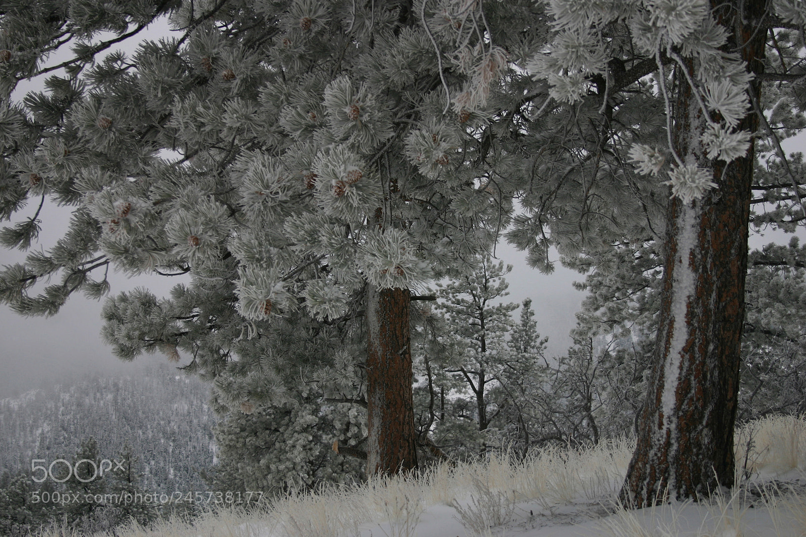 Canon EOS 300D (EOS Digital Rebel / EOS Kiss Digital) sample photo. Ponderosa pines, indian hills photography