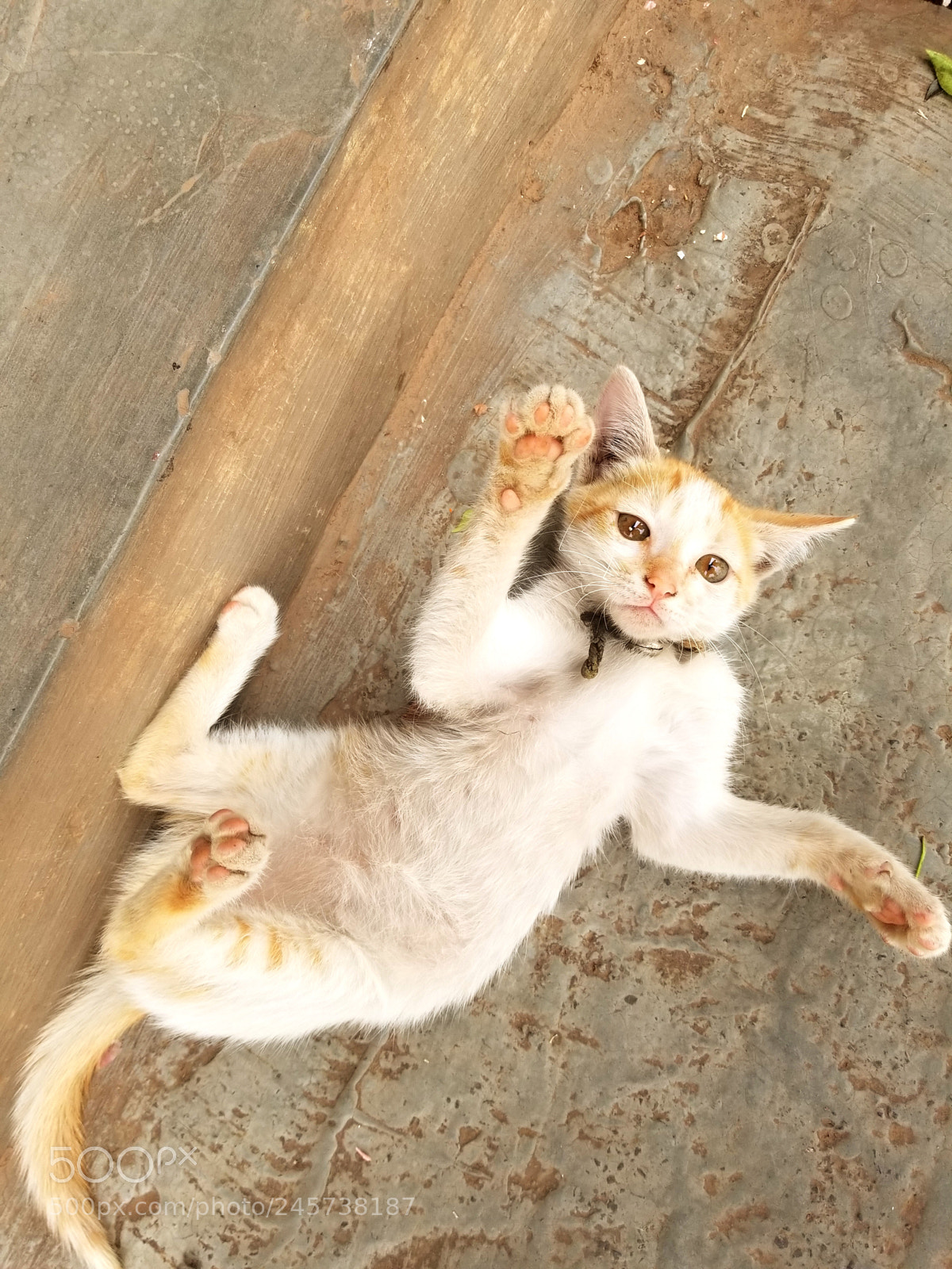 Samsung Galaxy S8 sample photo. Animals photography