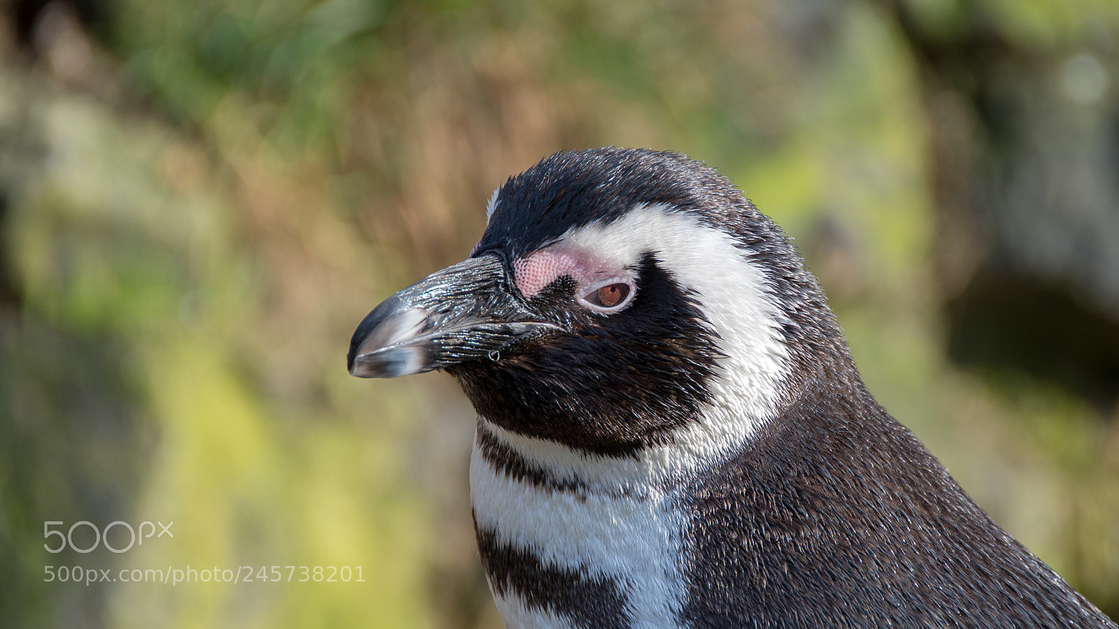 Nikon D500 sample photo. Pinguin (zwartvoet) photography