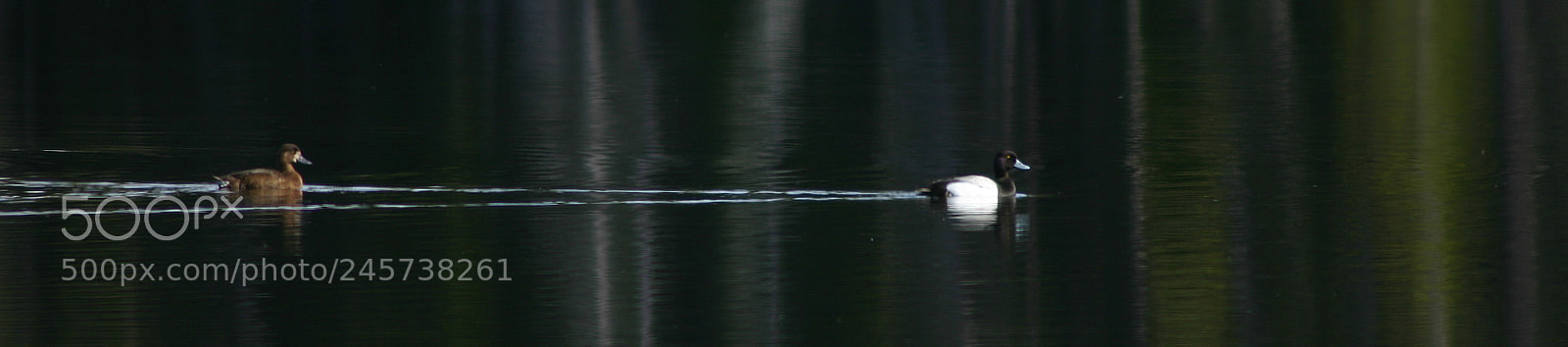Canon EOS 300D (EOS Digital Rebel / EOS Kiss Digital) sample photo. Scaups, yellowstone np photography
