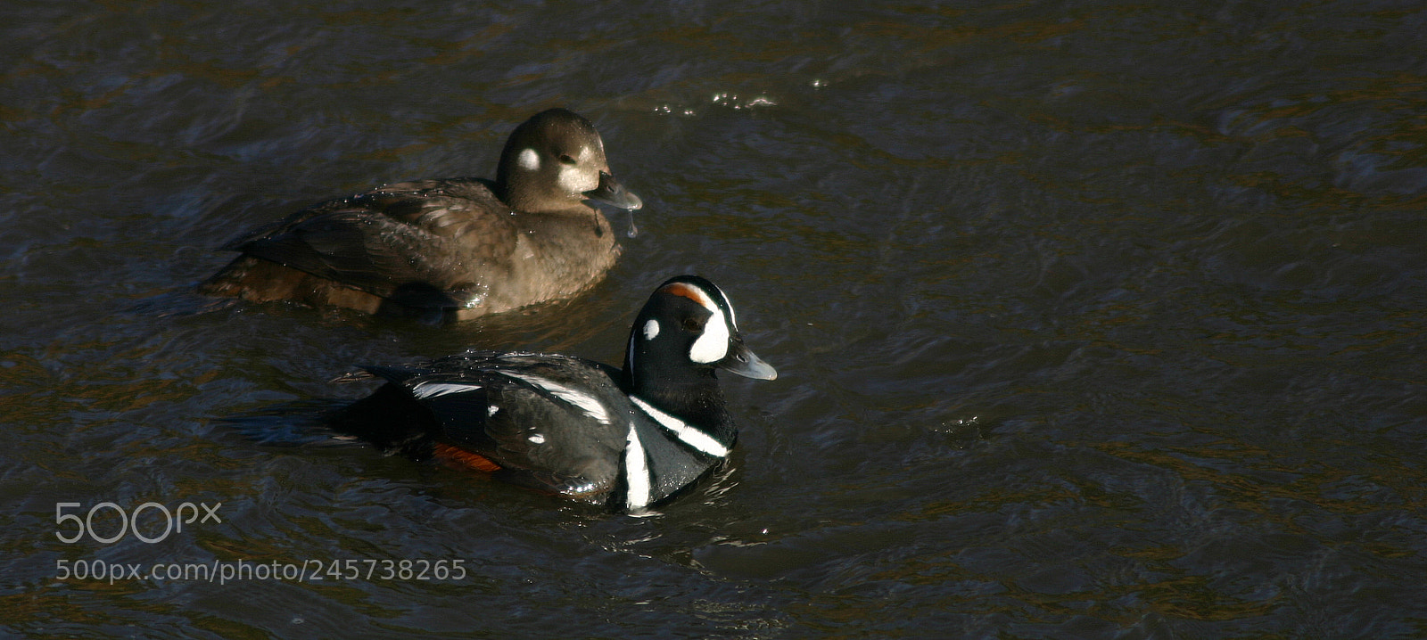 Canon EOS 300D (EOS Digital Rebel / EOS Kiss Digital) sample photo. Harlequin ducks photography