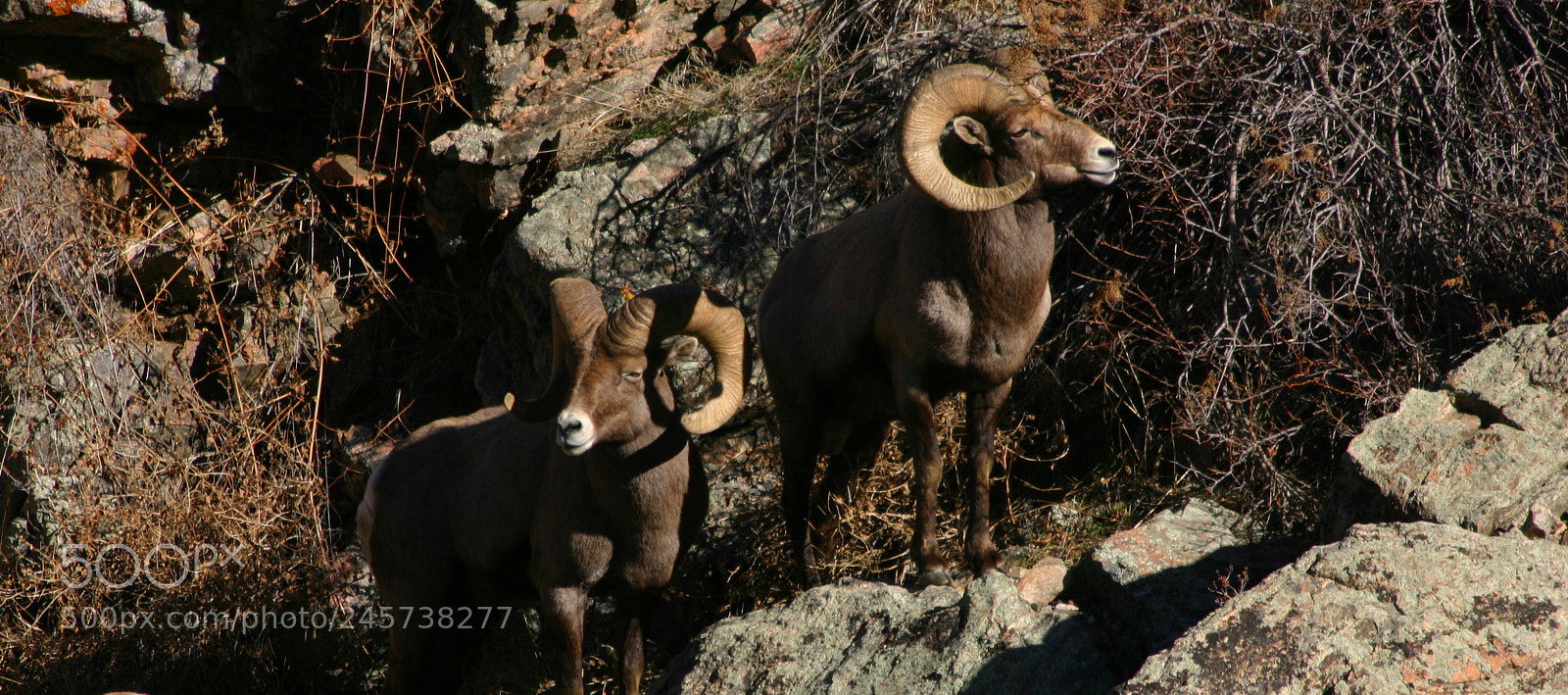 Canon EOS 300D (EOS Digital Rebel / EOS Kiss Digital) sample photo. Clear creek rams photography