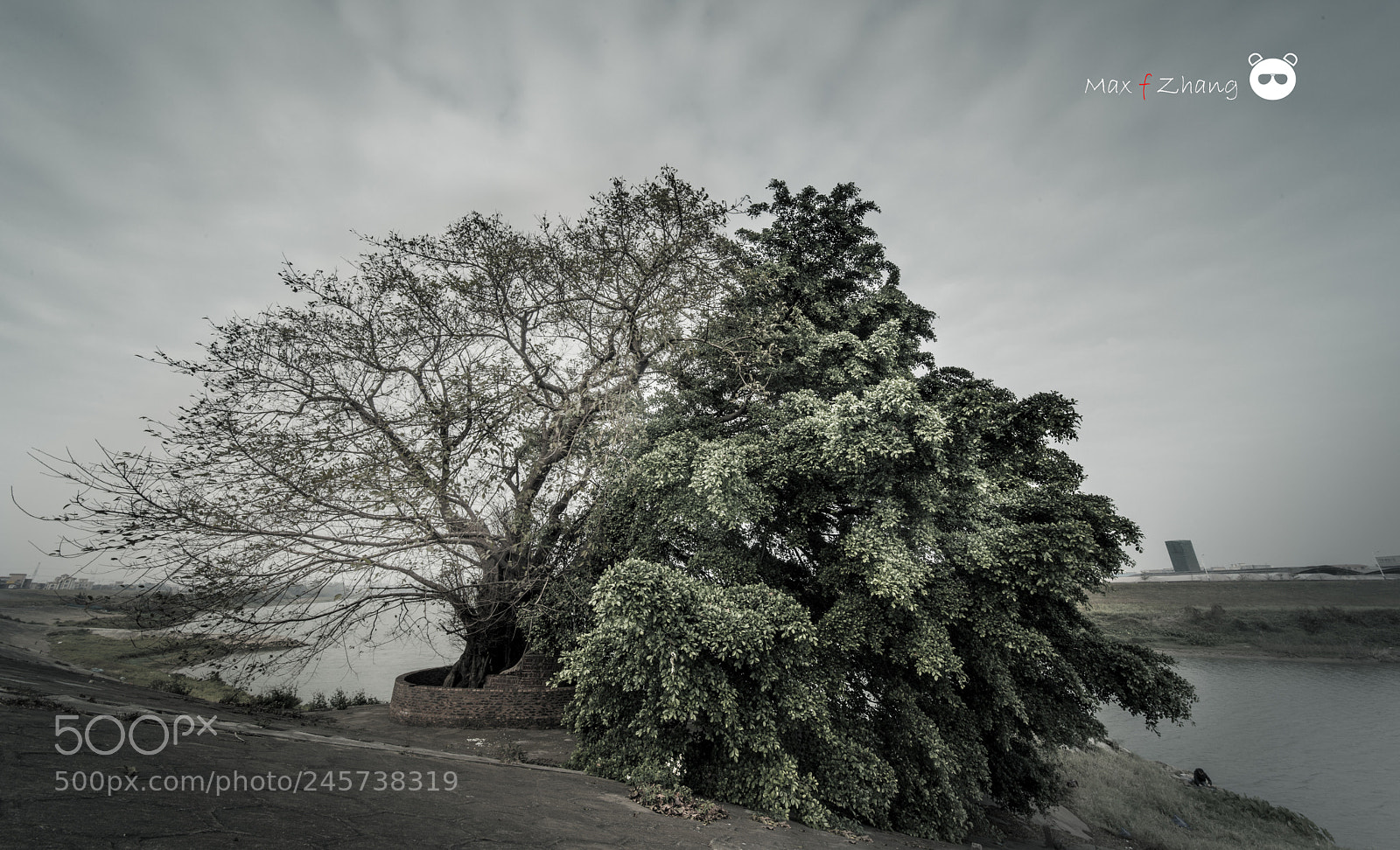 Nikon D800E sample photo. Twin trees photography
