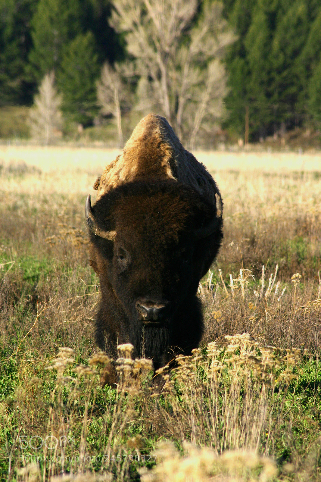 Canon EOS 300D (EOS Digital Rebel / EOS Kiss Digital) sample photo. Teton bull 2 photography