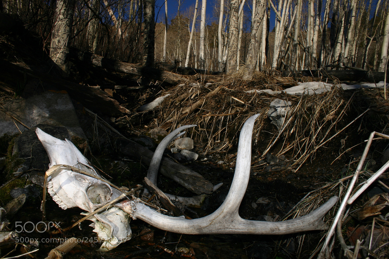 Canon EOS 300D (EOS Digital Rebel / EOS Kiss Digital) sample photo. Mule deer skull, colorado photography