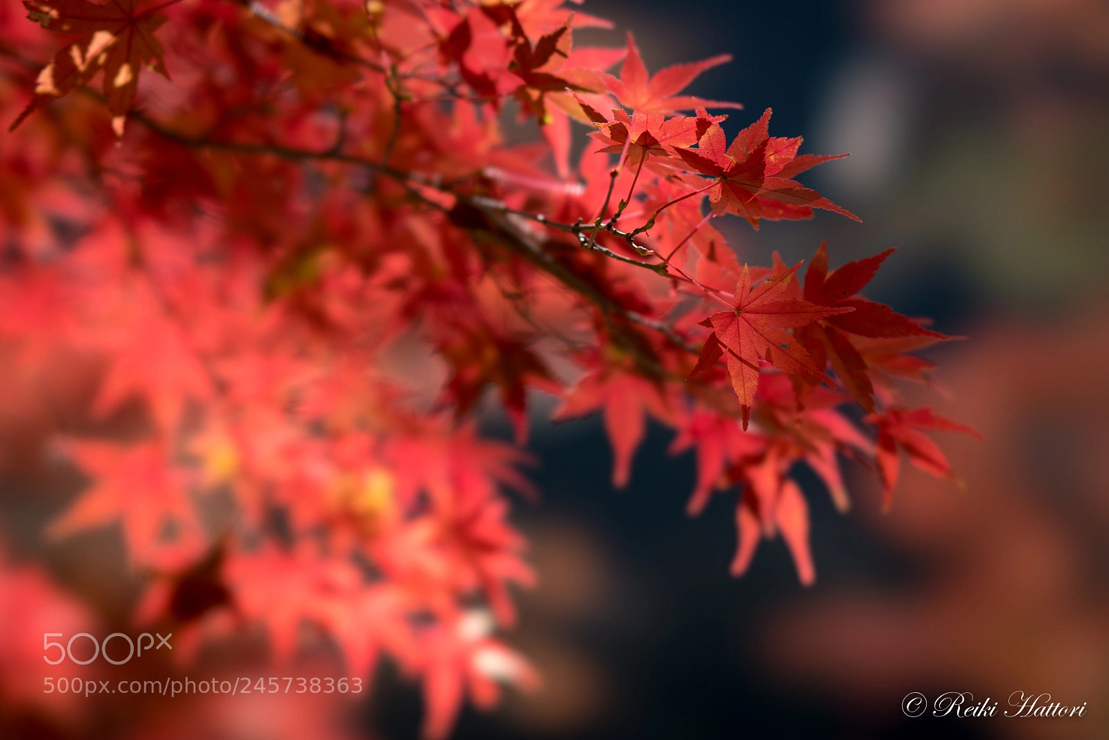 Sony a7R II sample photo. Deep red photography