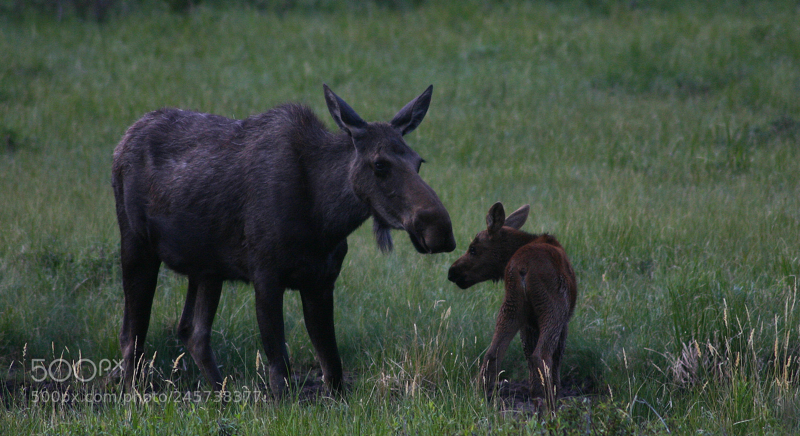 Canon EOS 300D (EOS Digital Rebel / EOS Kiss Digital) sample photo. Cow&calf photography