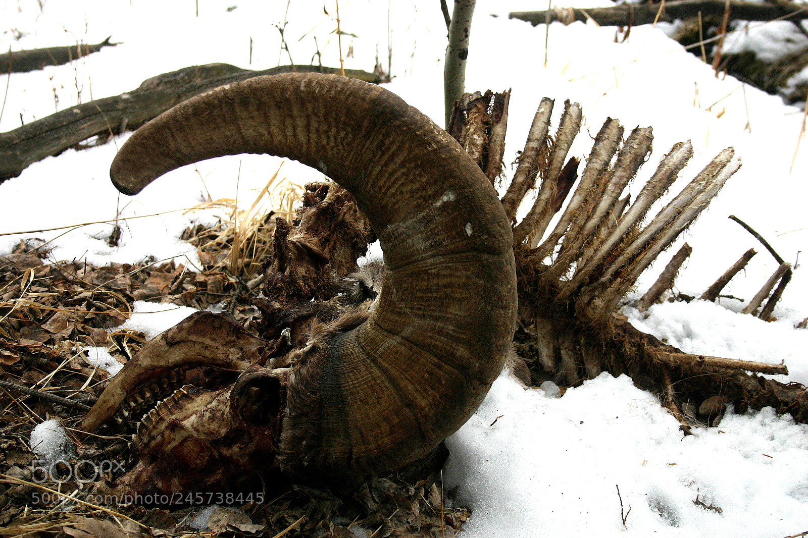 Canon EOS 300D (EOS Digital Rebel / EOS Kiss Digital) sample photo. Grant ram skull photography