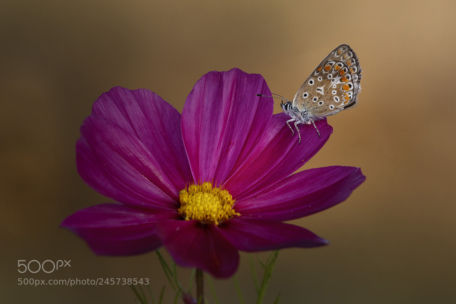 Canon EOS 7D Mark II sample photo. Icarus butterfly photography