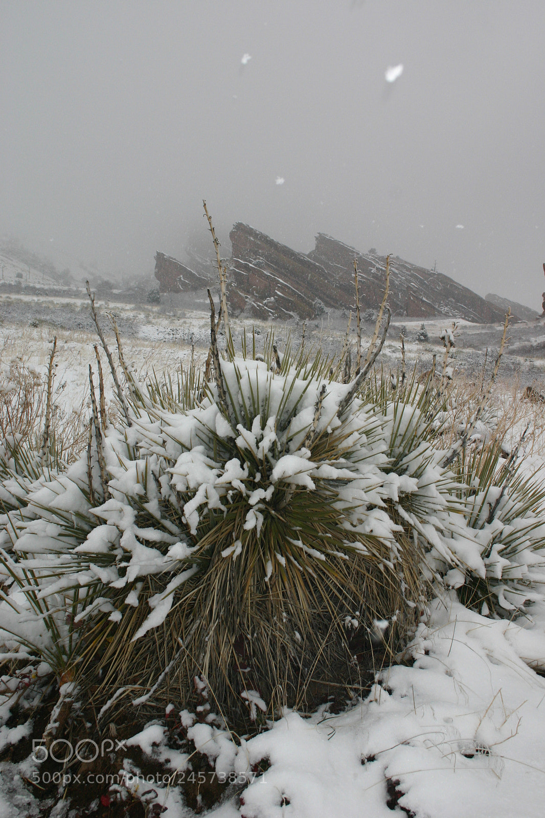 Canon EOS 300D (EOS Digital Rebel / EOS Kiss Digital) sample photo. Yucca and red rocks photography