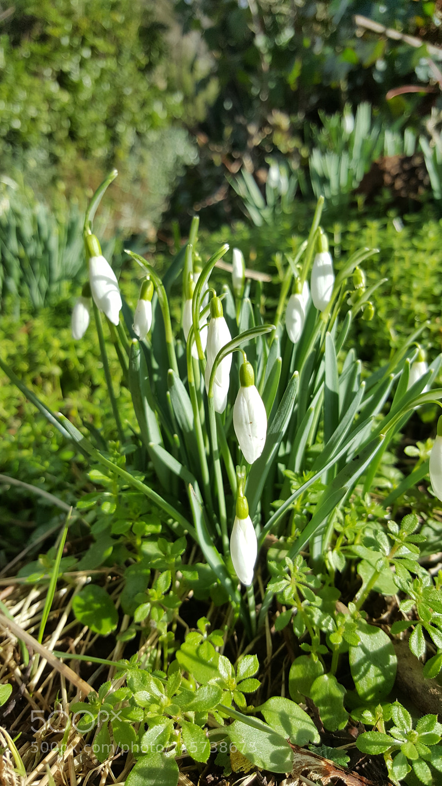 Samsung Galaxy S6 sample photo. Spring snowdrops. photography