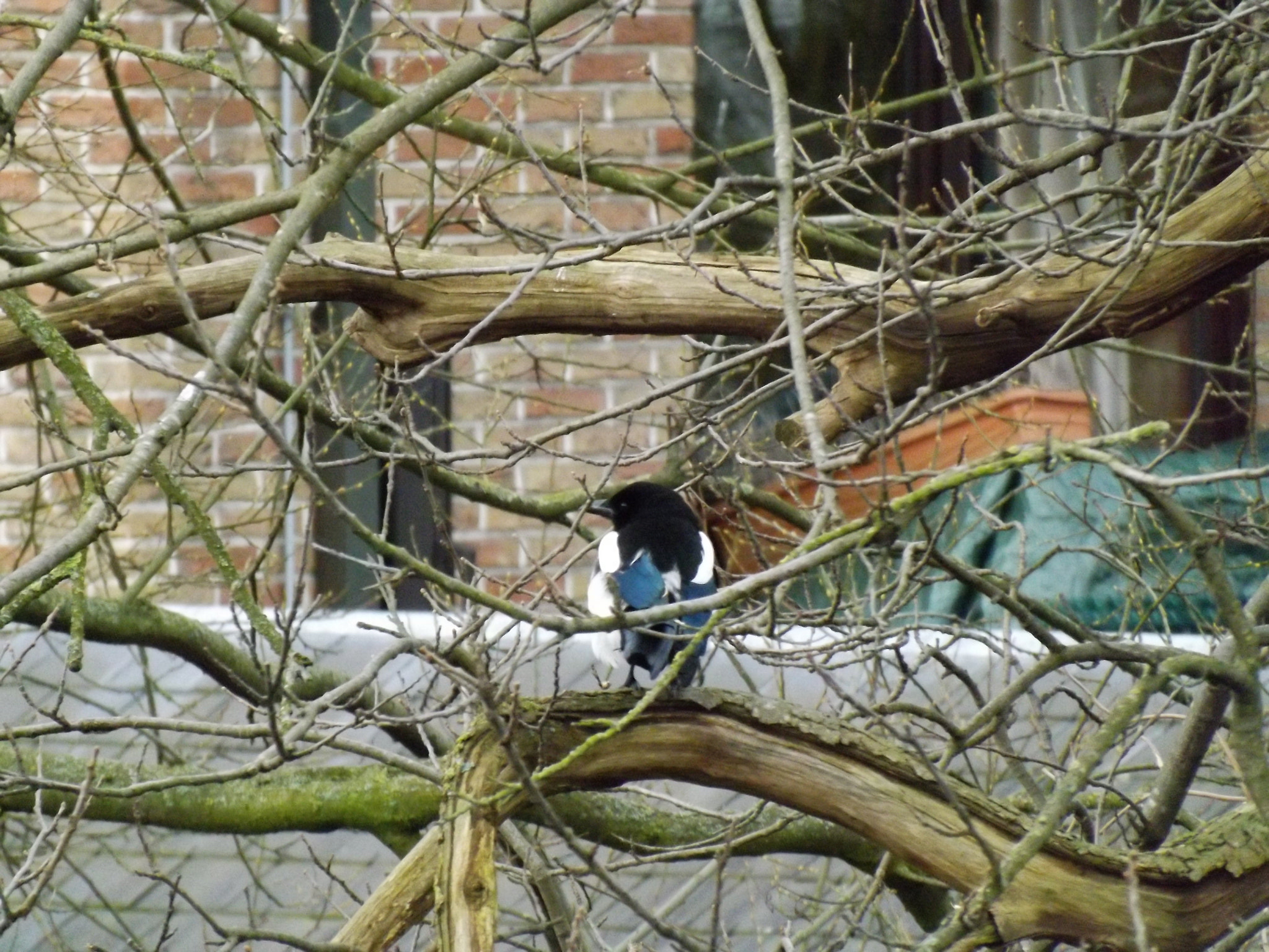 Fujifilm FinePix SL300 sample photo. Bird photography