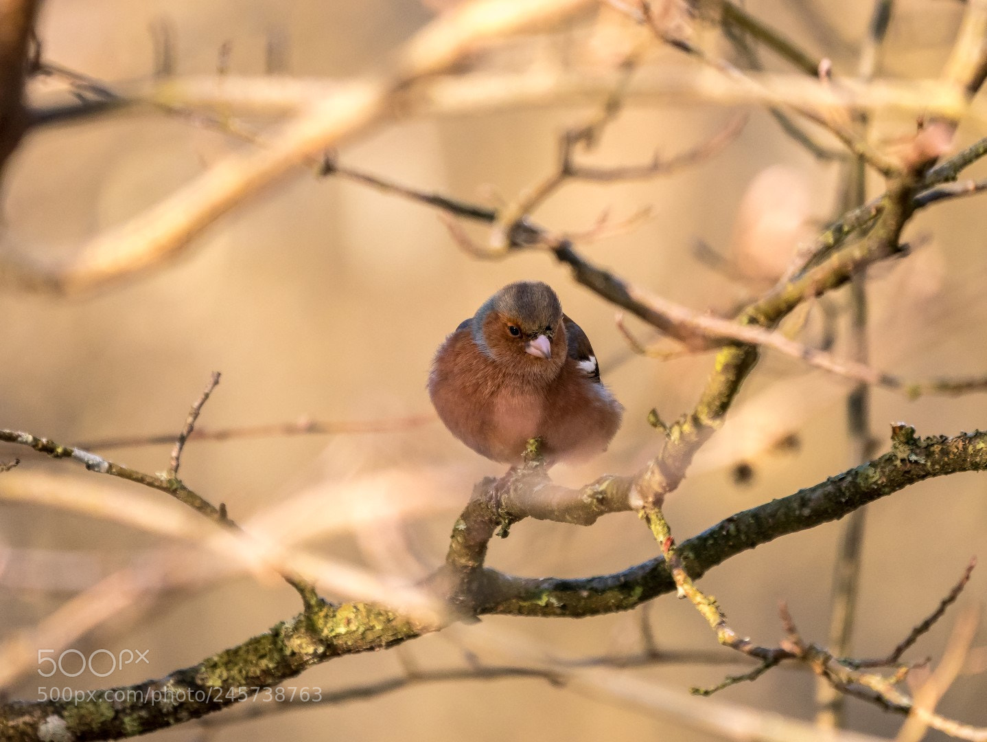 Panasonic Lumix DMC-GX85 (Lumix DMC-GX80 / Lumix DMC-GX7 Mark II) sample photo. Fringilla coelebs photography