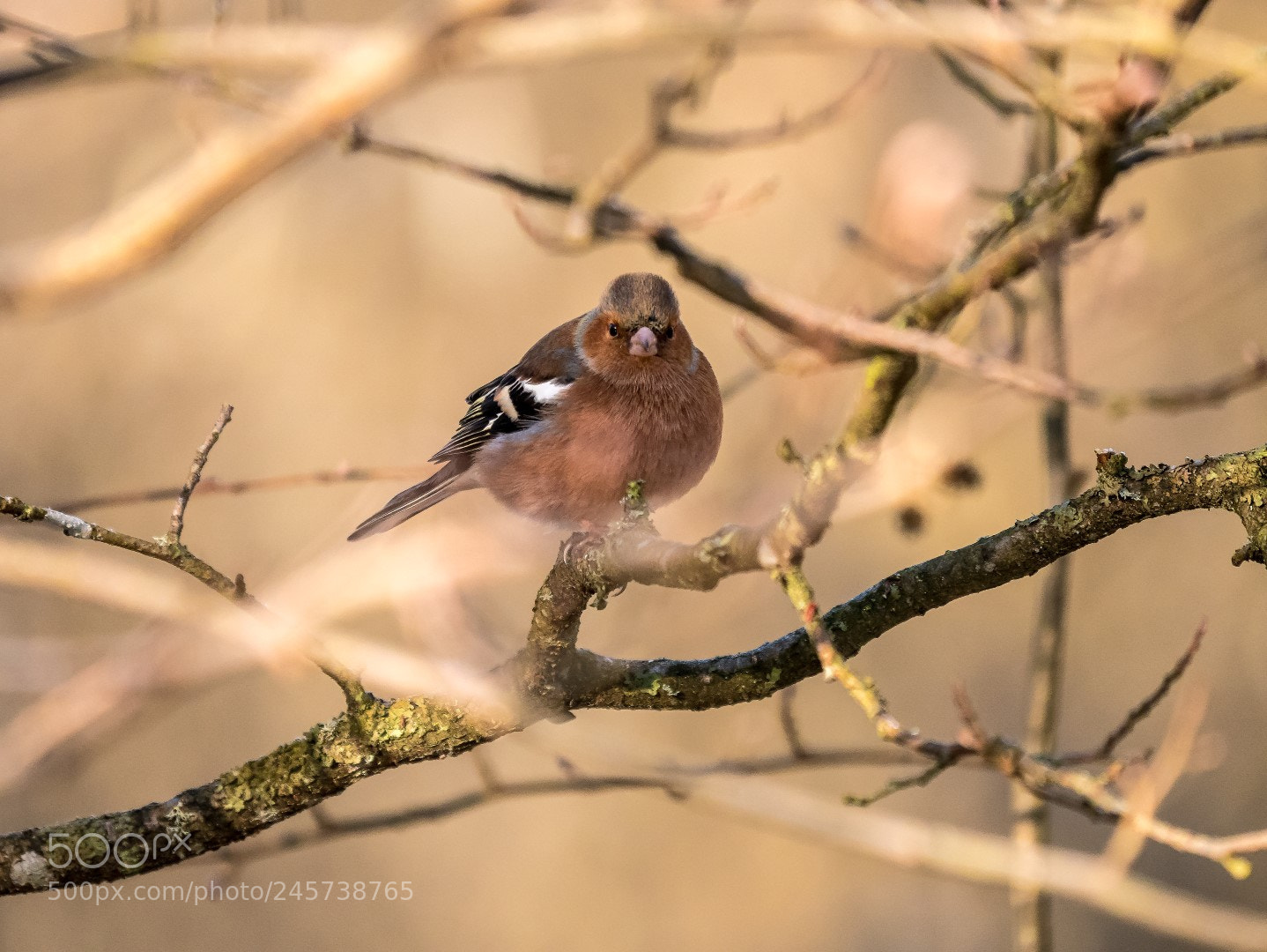 Panasonic Lumix DMC-GX85 (Lumix DMC-GX80 / Lumix DMC-GX7 Mark II) sample photo. Fringilla coelebs photography