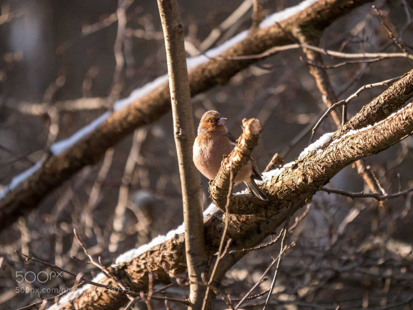Panasonic Lumix DMC-GX85 (Lumix DMC-GX80 / Lumix DMC-GX7 Mark II) sample photo. Fringilla coelebs photography