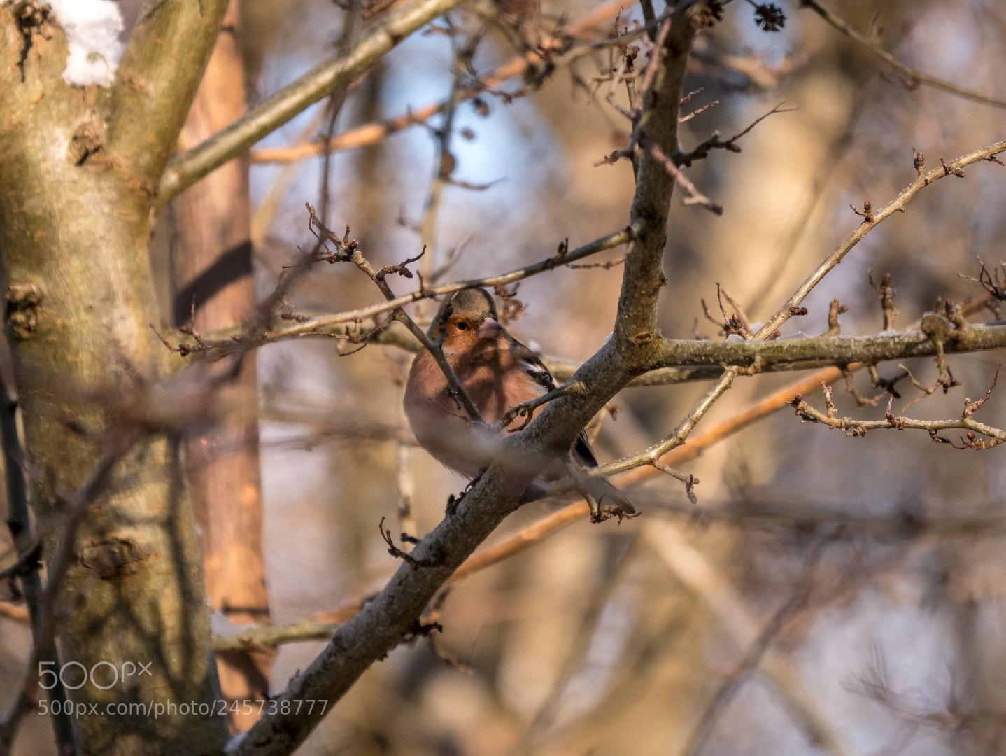 Panasonic Lumix DMC-GX85 (Lumix DMC-GX80 / Lumix DMC-GX7 Mark II) sample photo. Fringilla coelebs photography