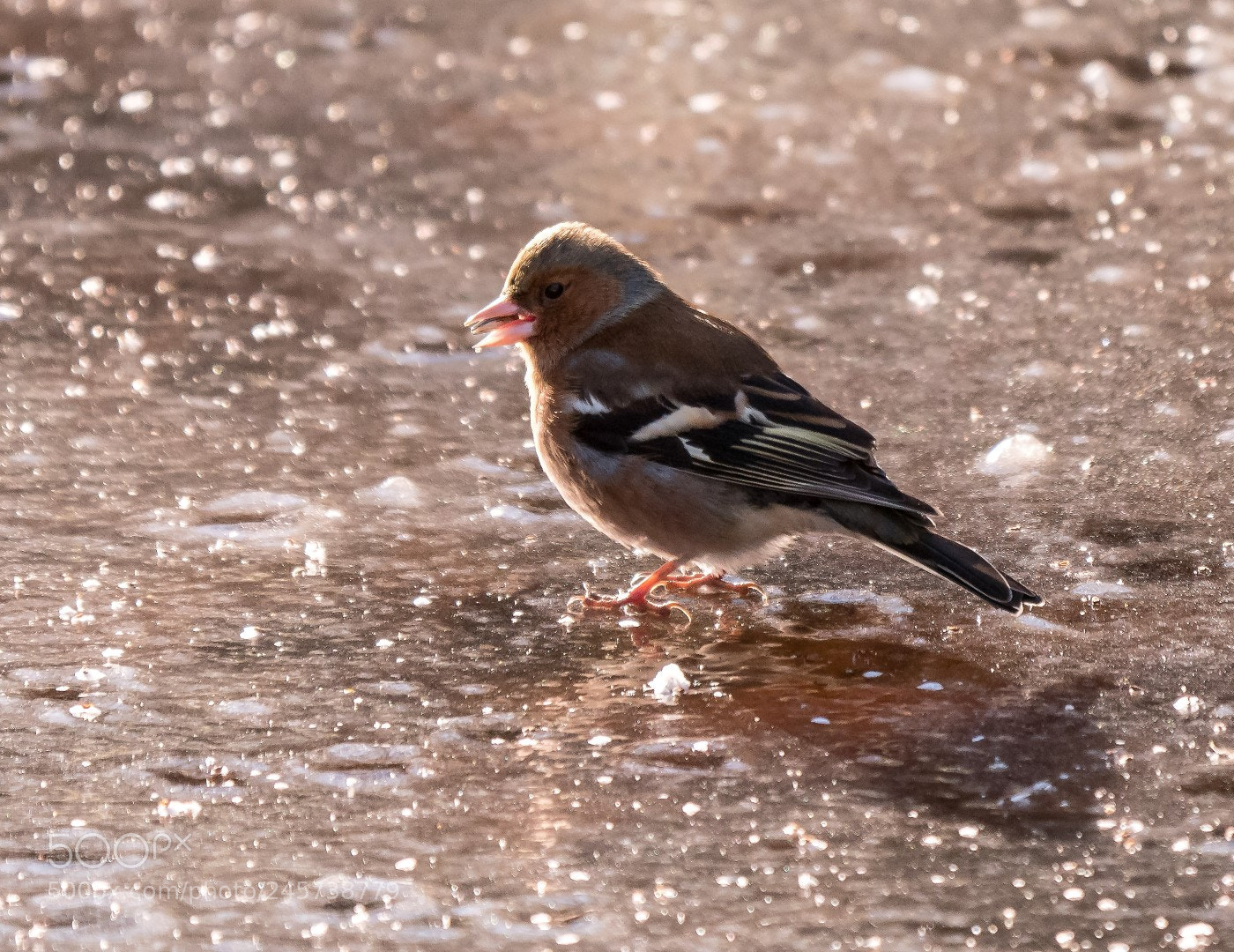 Panasonic Lumix DMC-GX85 (Lumix DMC-GX80 / Lumix DMC-GX7 Mark II) sample photo. Fringilla coelebs photography