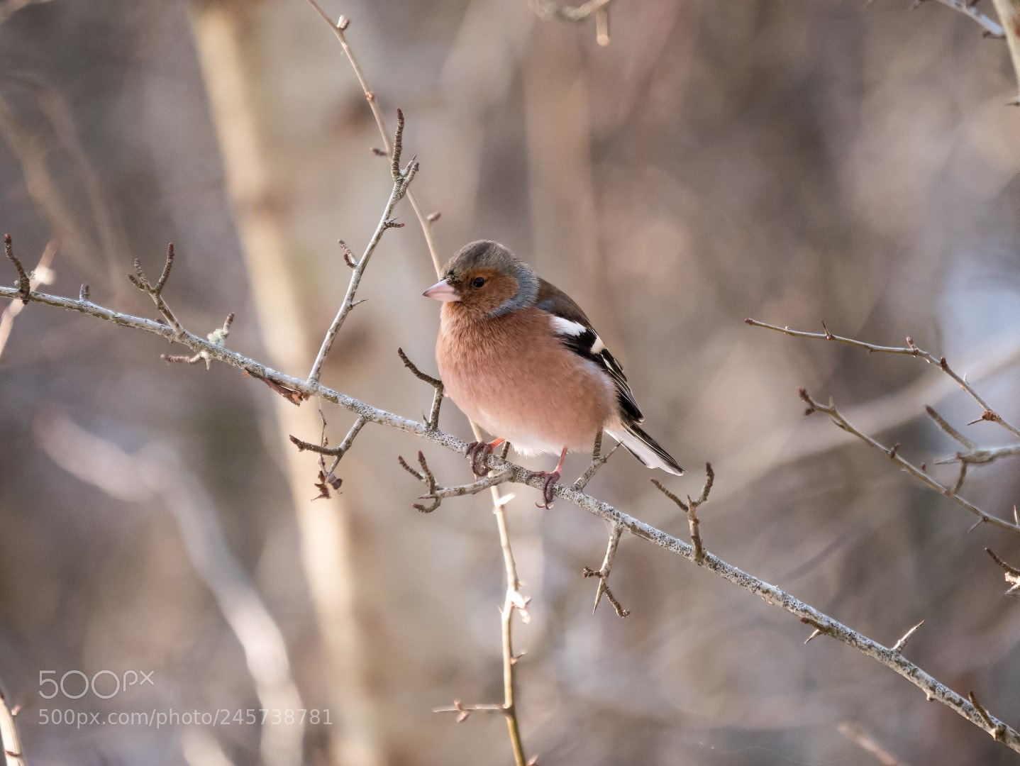 Panasonic Lumix DMC-GX85 (Lumix DMC-GX80 / Lumix DMC-GX7 Mark II) sample photo. Fringilla coelebs photography
