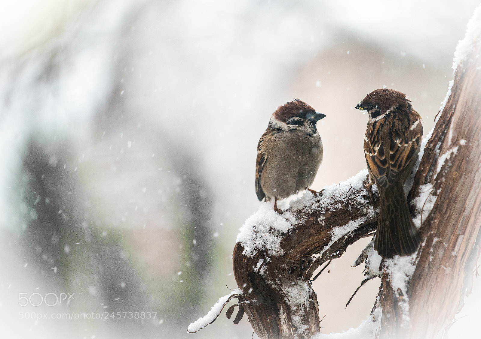 Nikon D800 sample photo. Winter sparrows photography