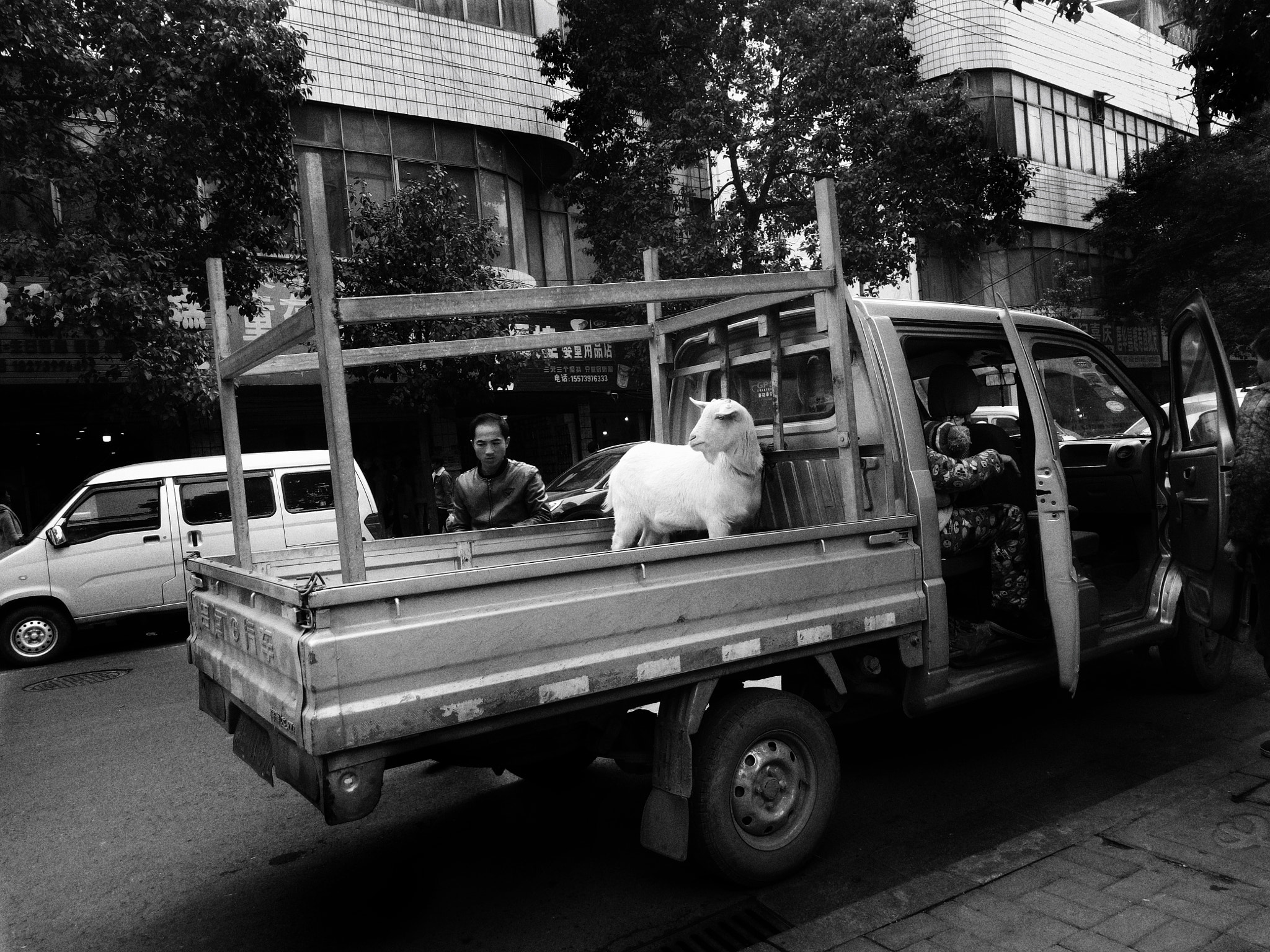 OPPO R9k sample photo. A sheep photography