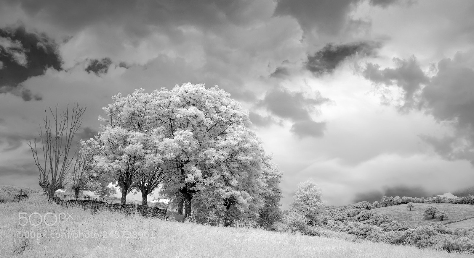 Pentax K10D sample photo. Oskotz b&w photography