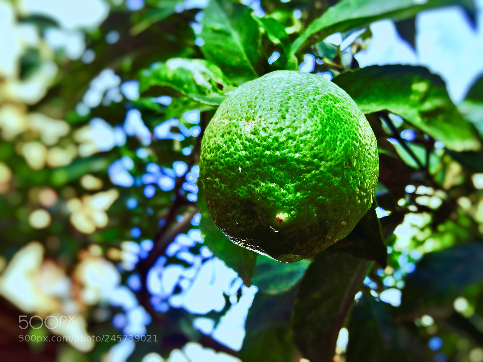 Apple iPhone 6s Plus sample photo. Lemon photography