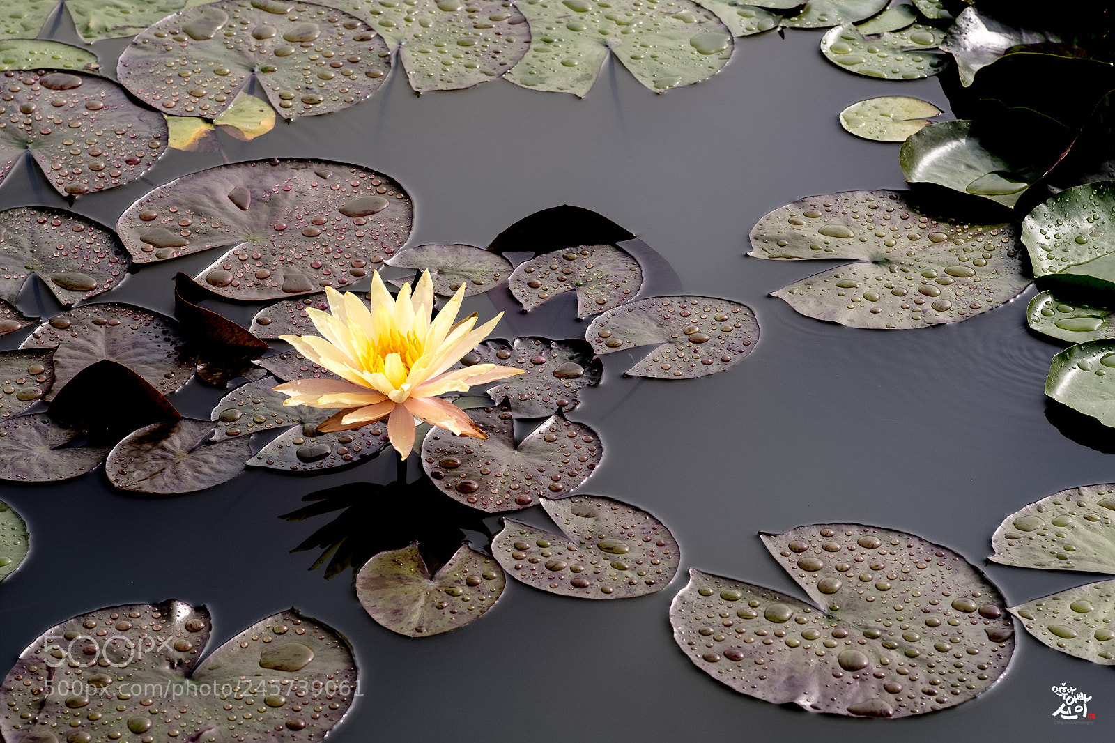 Fujifilm X-T2 sample photo. Water lily photography