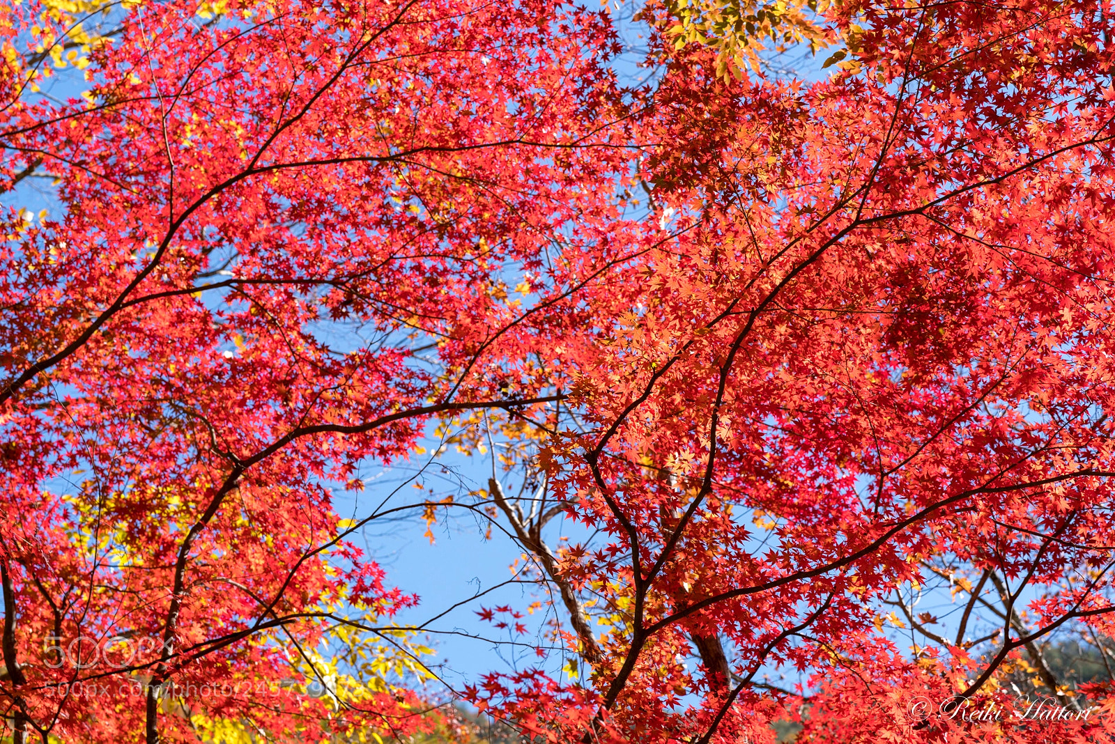 Sony a7R II sample photo. Deep red photography