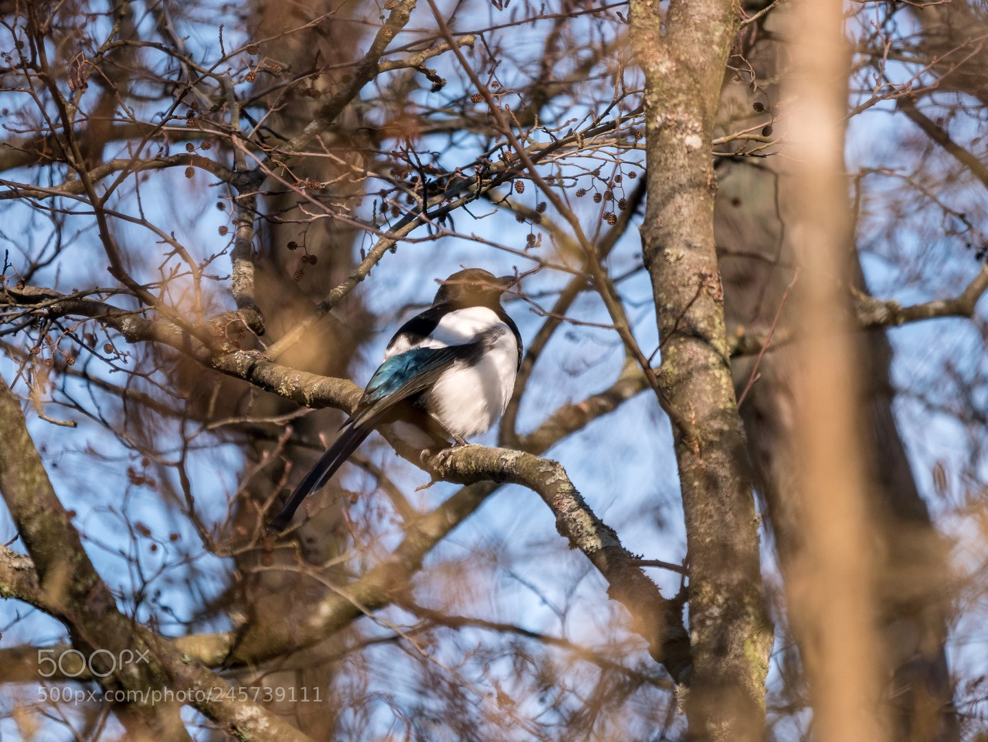 Panasonic Lumix DMC-GX85 (Lumix DMC-GX80 / Lumix DMC-GX7 Mark II) sample photo. Pica pica photography