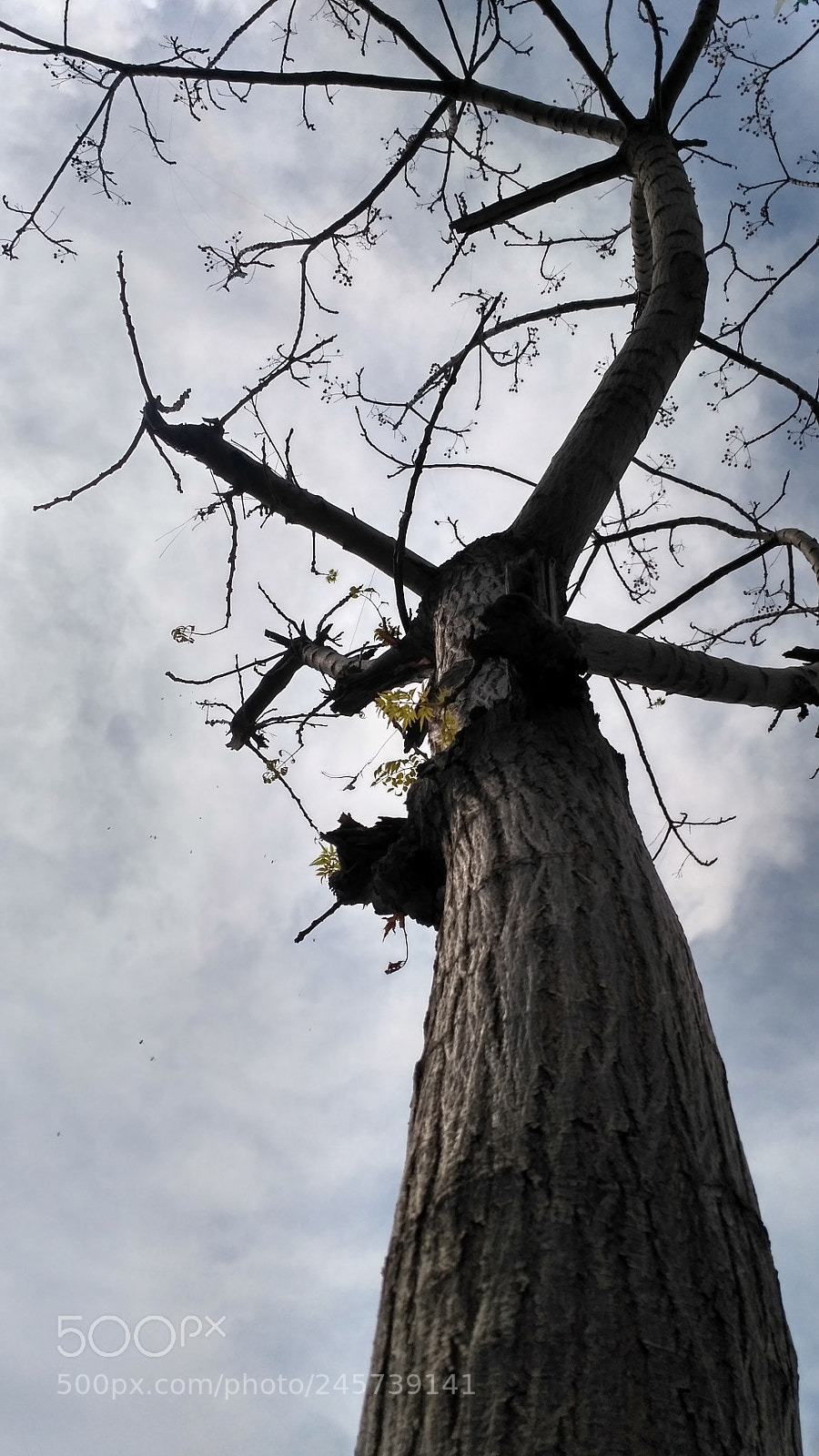 Xiaomi Redmi 3S sample photo. Tree photography