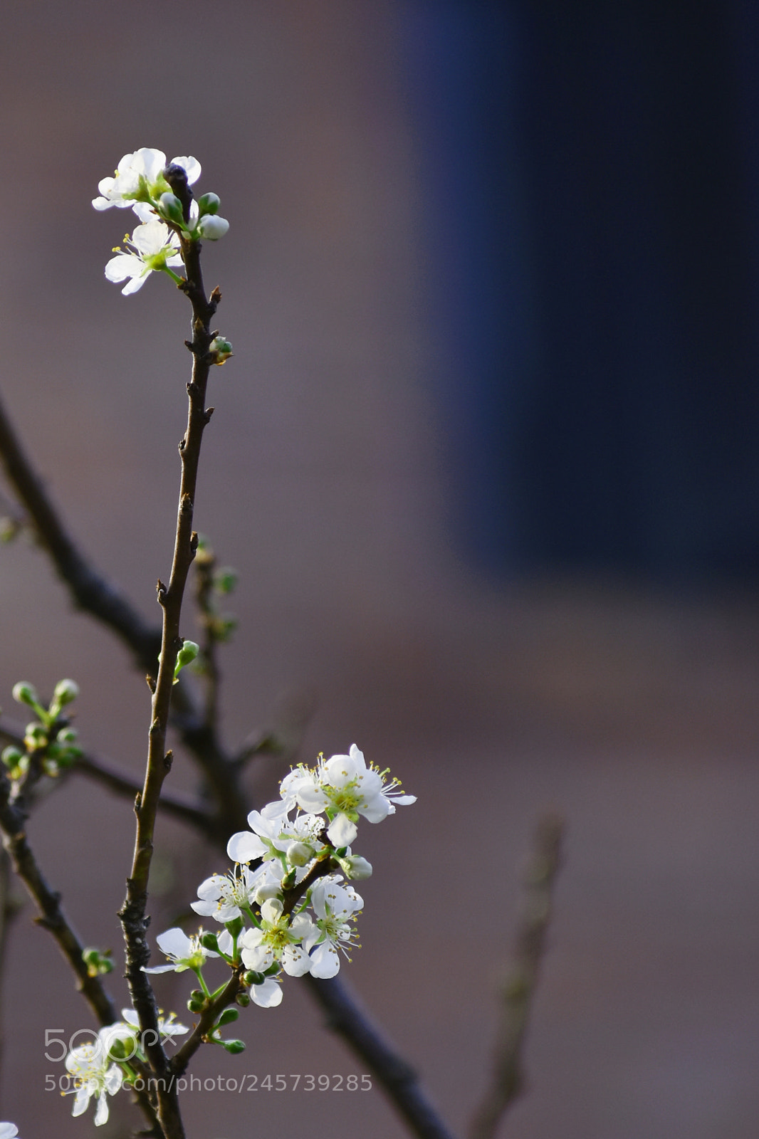Nikon D7200 sample photo. 李花 photography