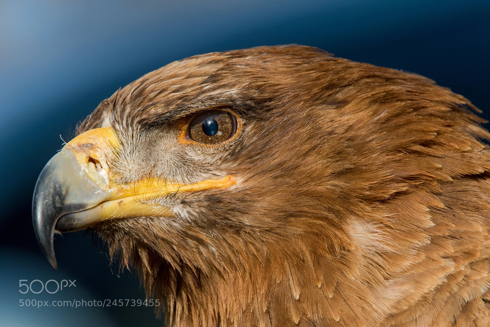 Canon EOS 7D Mark II sample photo. Tawny eagle photography