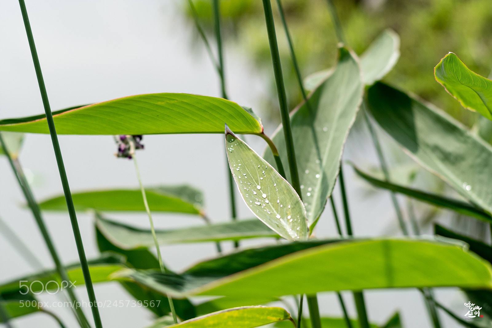Fujifilm X-T2 sample photo. Rain drop photography