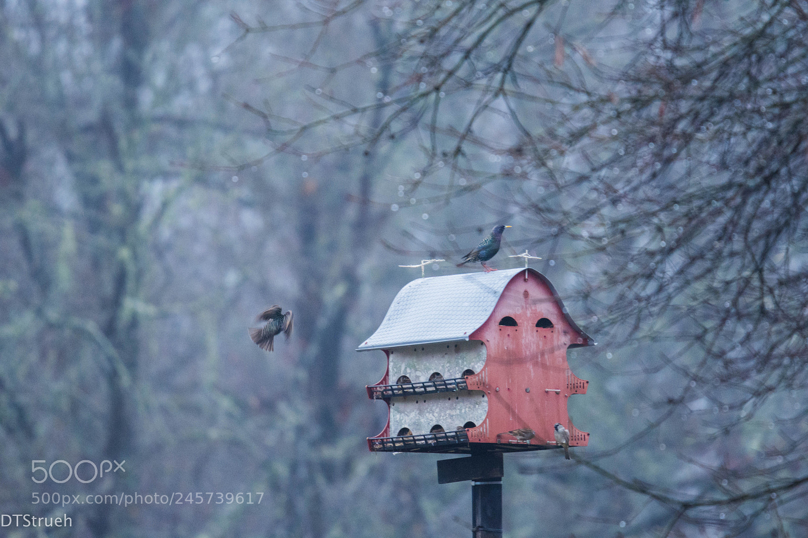 Nikon D7200 sample photo. Bird house on foggy photography