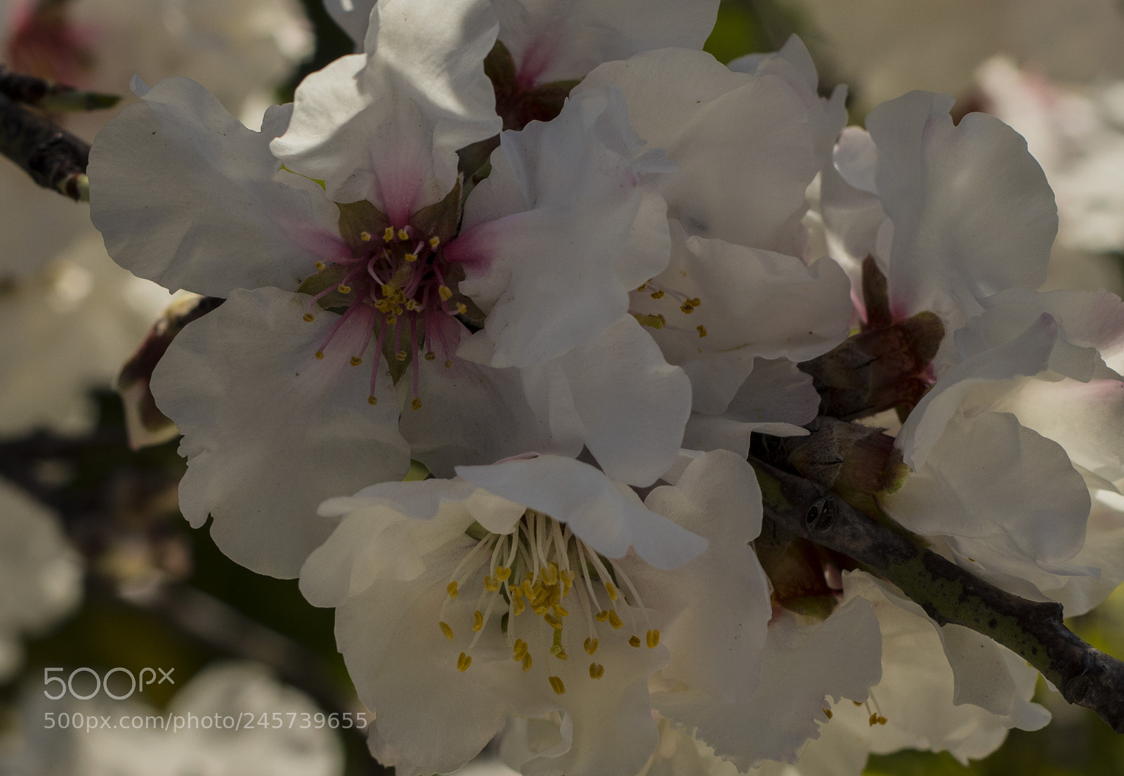 Canon EOS 77D (EOS 9000D / EOS 770D) sample photo. Almond tree flower photography