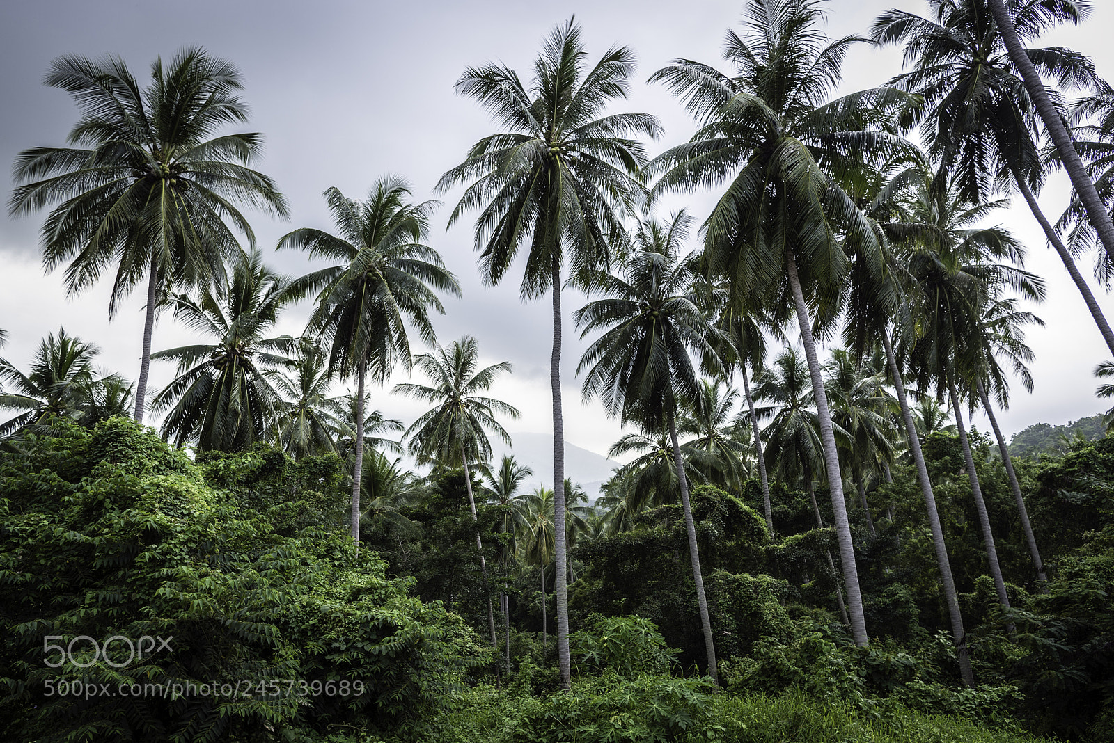Nikon D810 sample photo. Samui photography