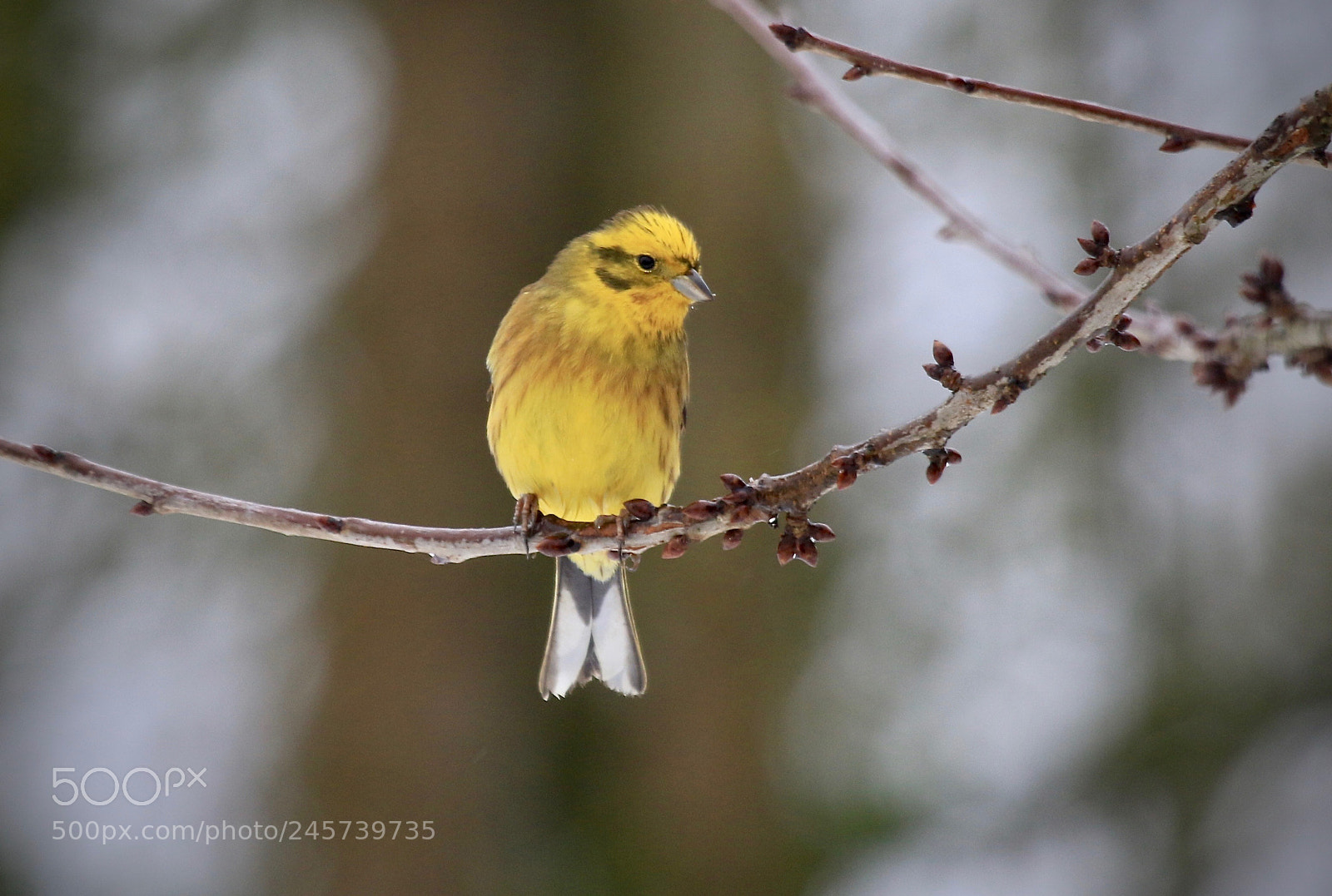 Canon EOS 7D Mark II sample photo. Goldammer photography