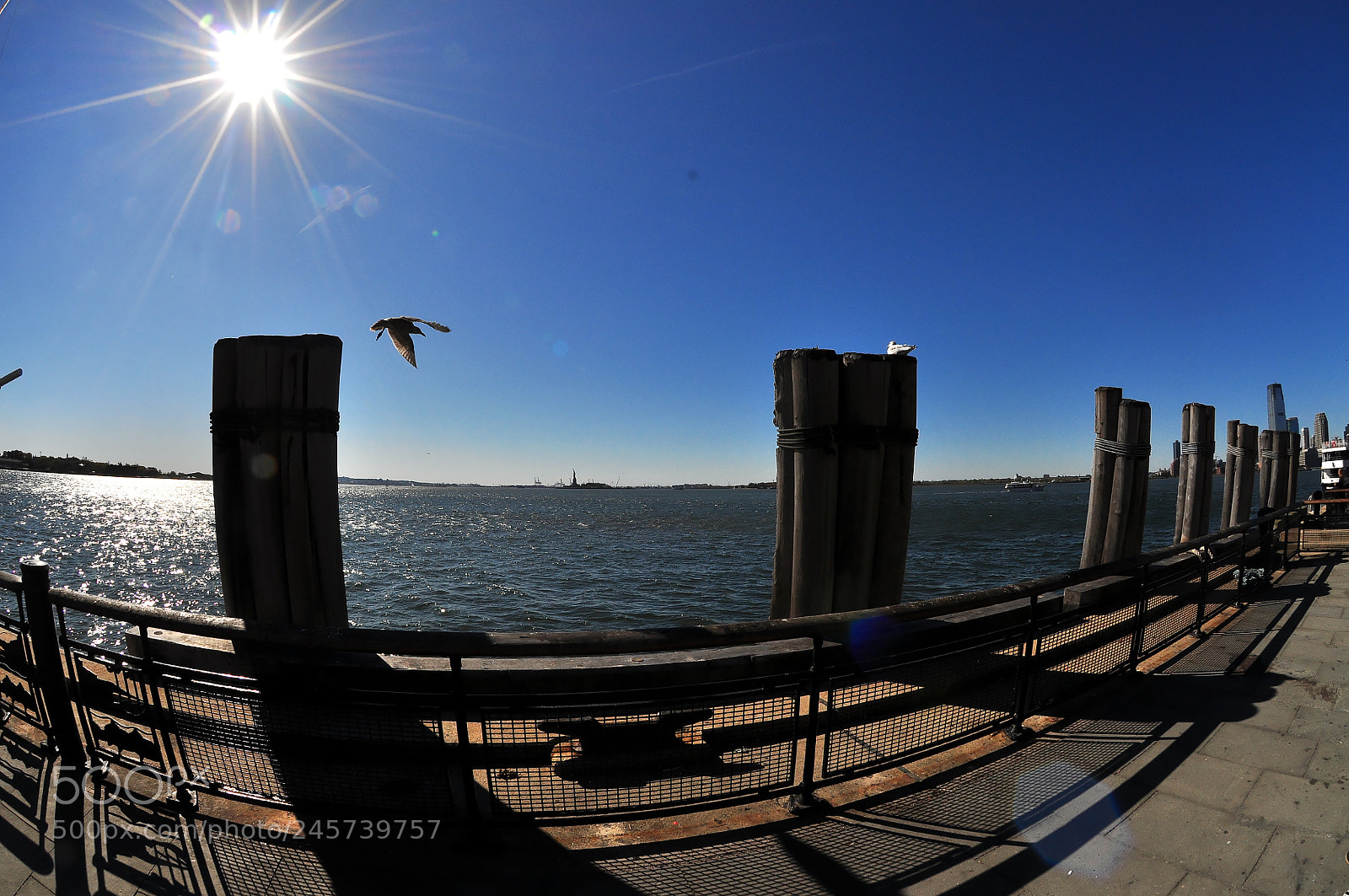 Nikon D90 sample photo. Bird taking off photography