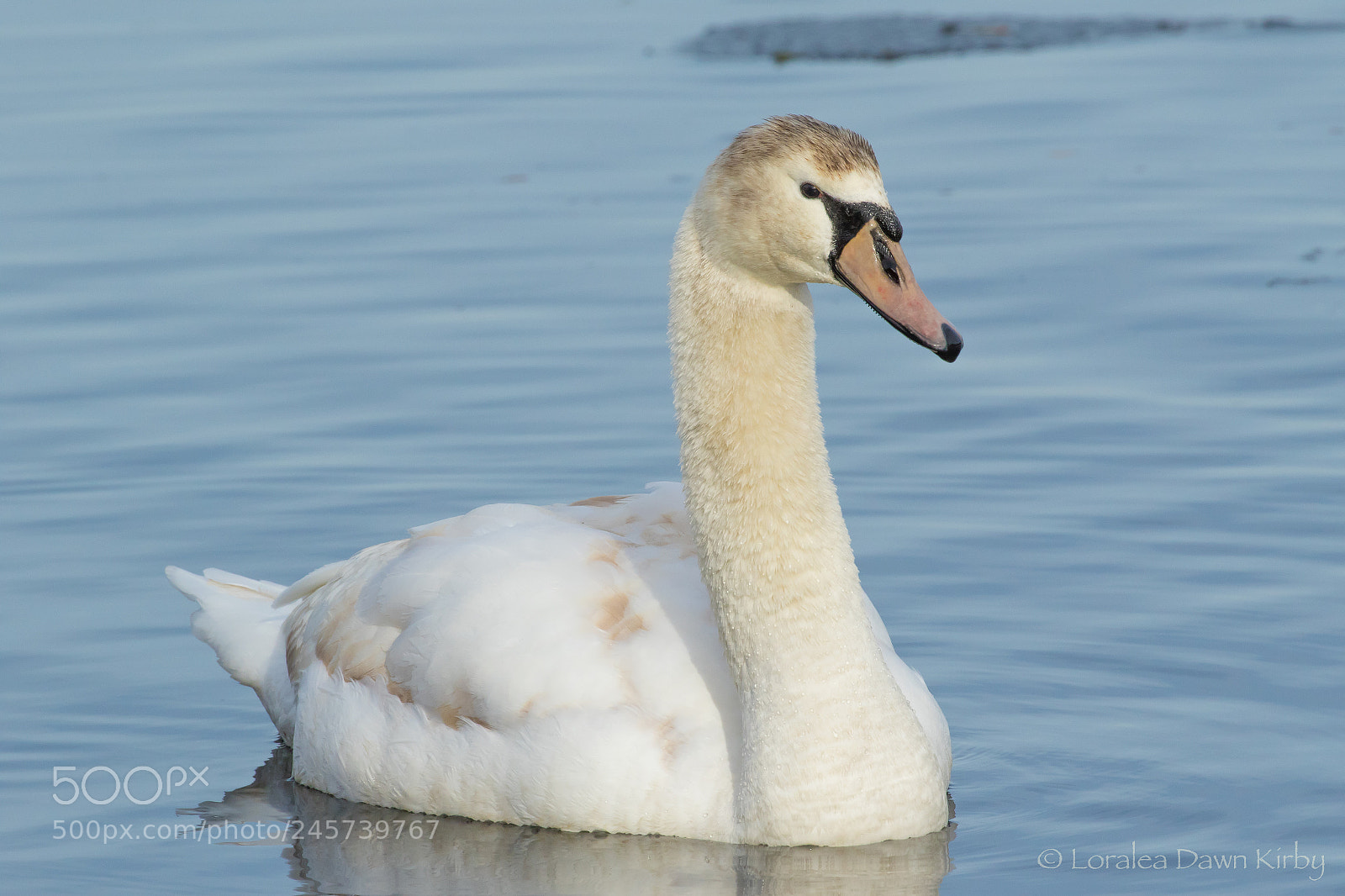 Canon EOS 7D Mark II sample photo. Mute swan... photography