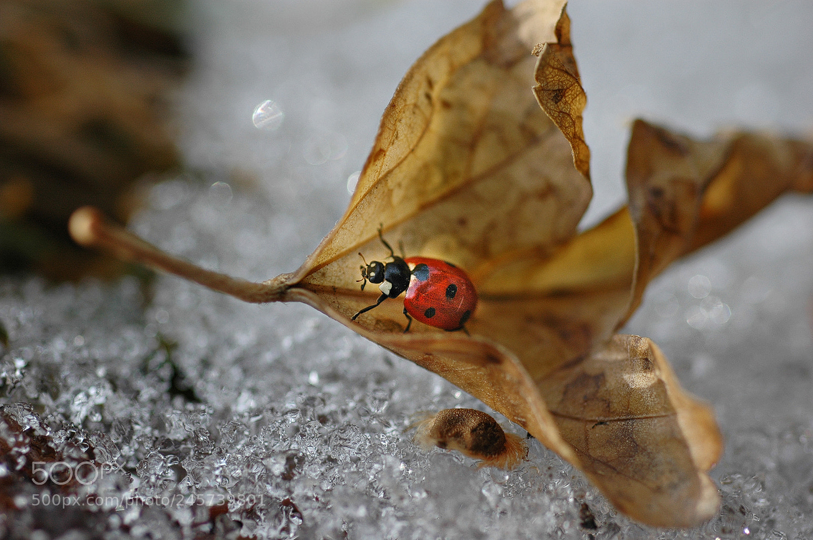 Nikon D70 sample photo. Зимнее путешествие божьей коровки winter journey photography