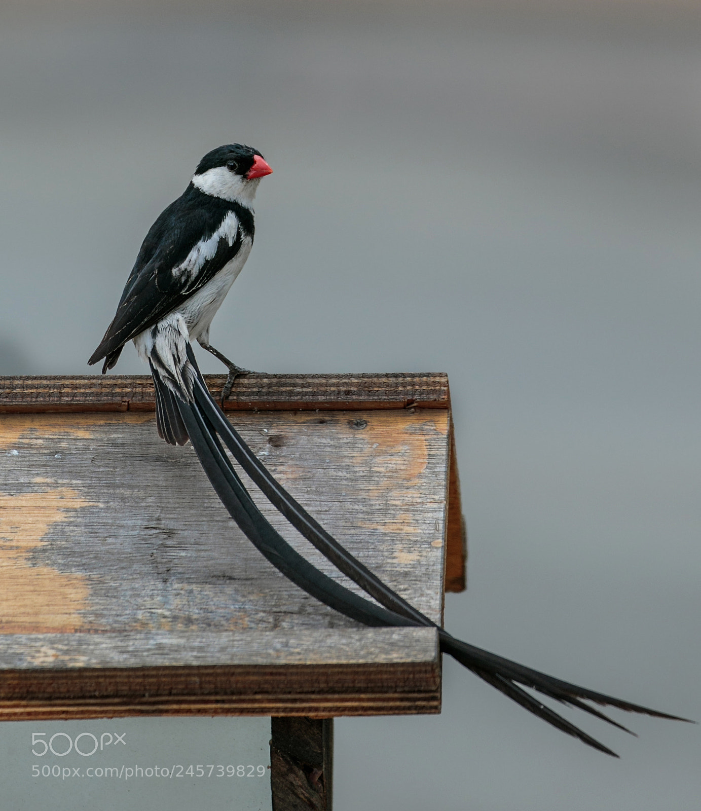 Canon EOS 7D Mark II sample photo. Mr pintail photography