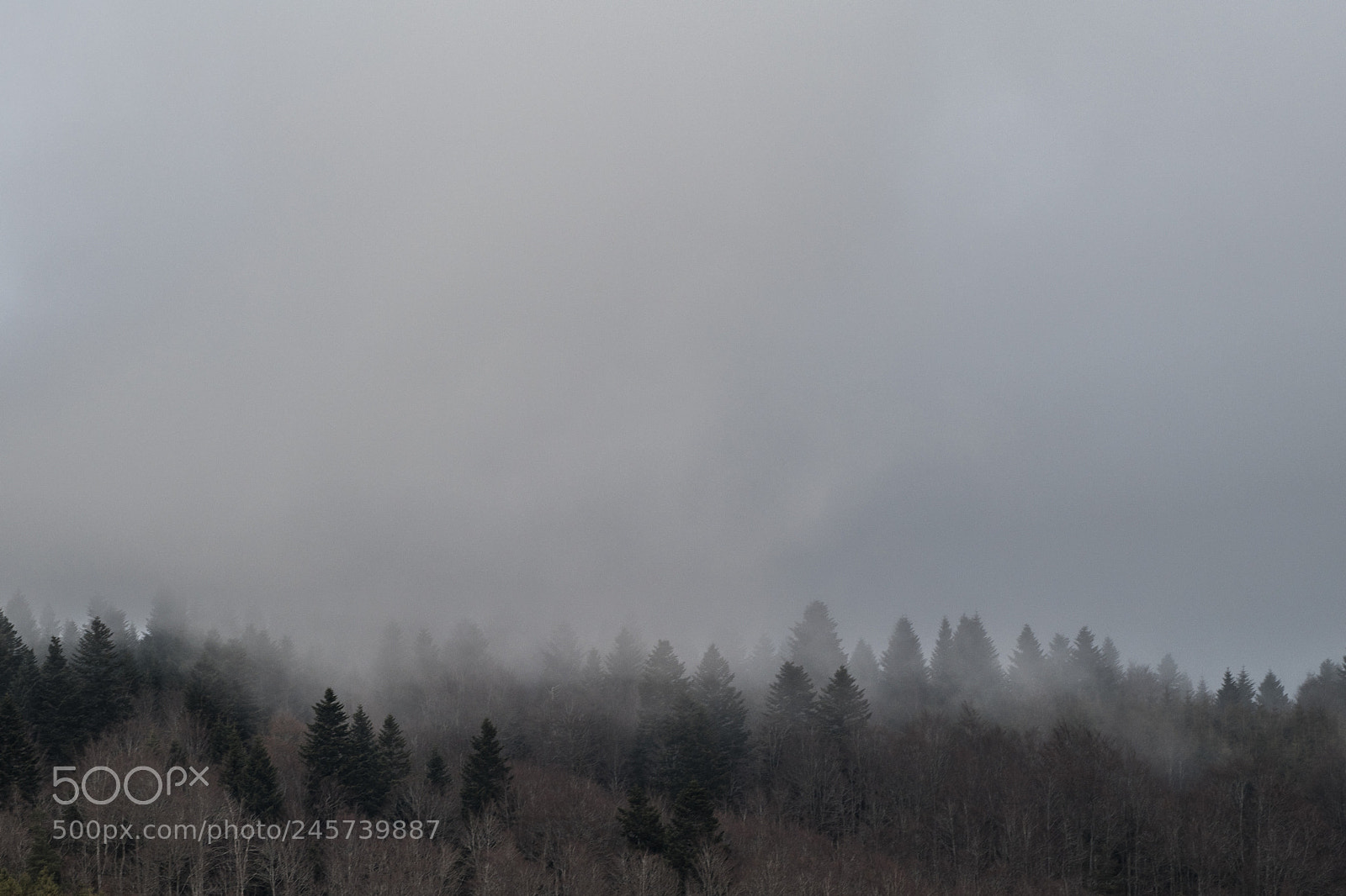 Nikon D850 sample photo. Foggy forest photography