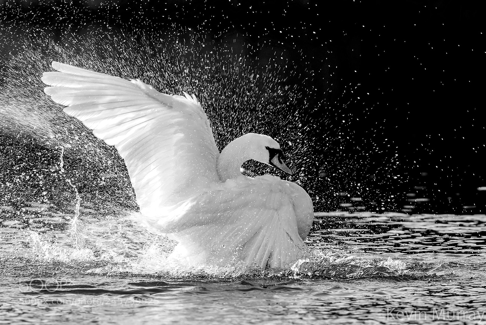 Canon EOS 7D Mark II sample photo. Mute swan mono photography