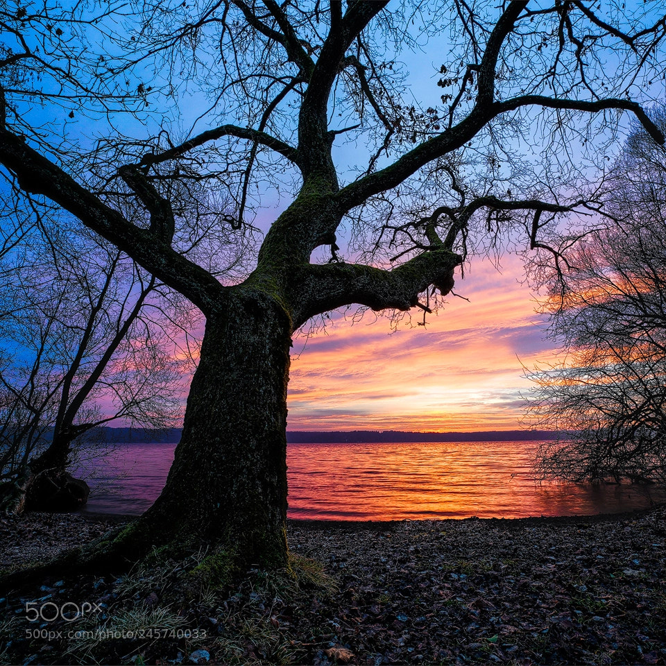 Sony a7R III sample photo. Best view photography