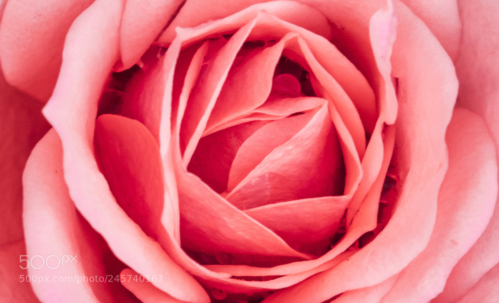 Canon EOS 7D Mark II sample photo. Be my valentine :) photography