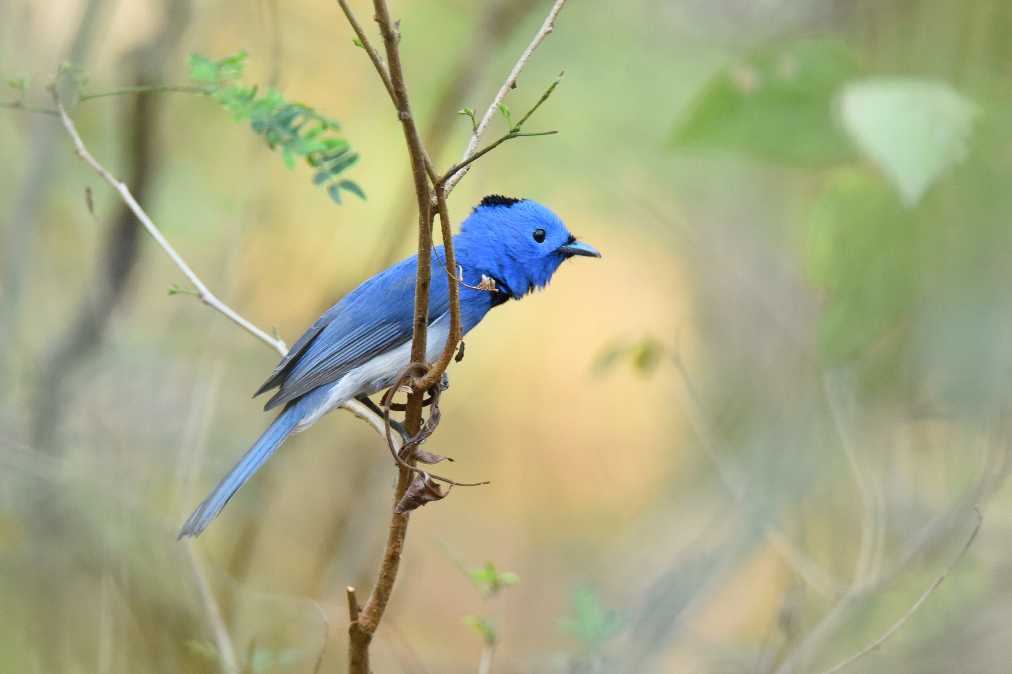 Nikon D810 sample photo. Black naped blue monarch photography