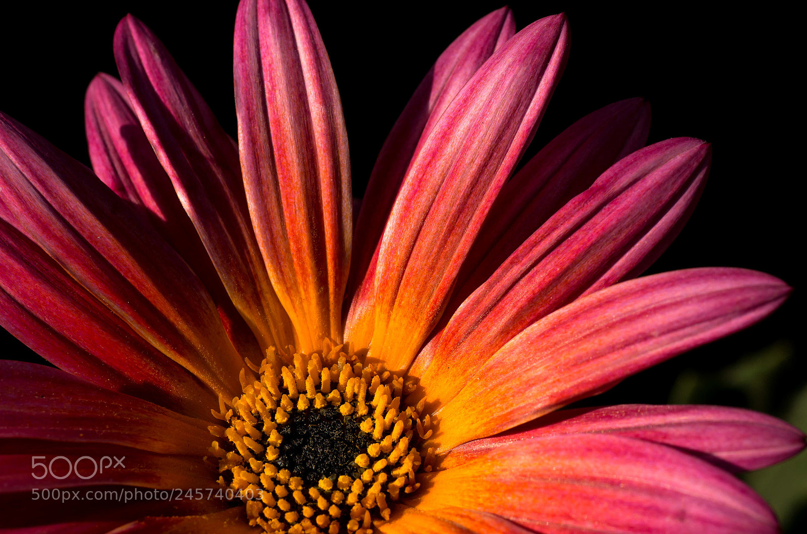 Pentax K-500 sample photo. Gazania photography